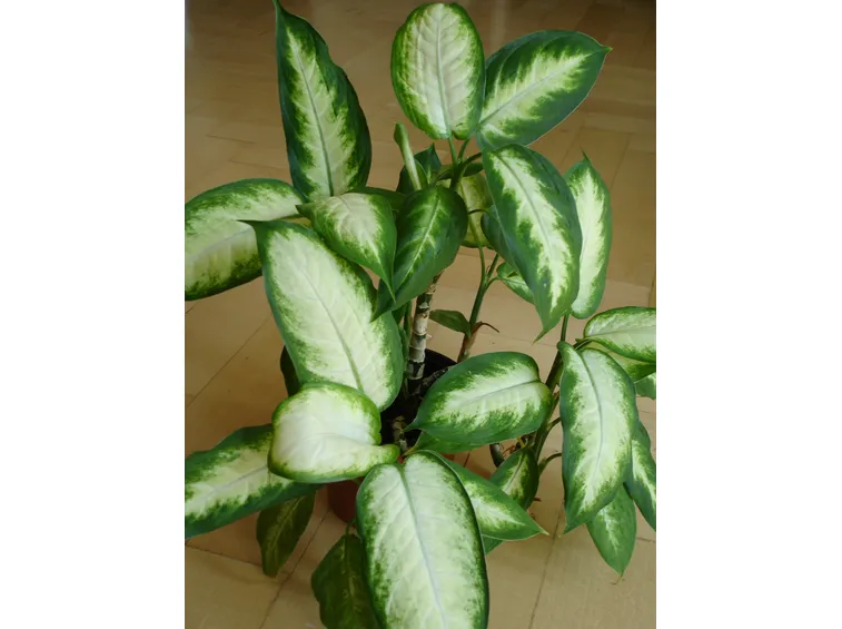 dieffenbachia