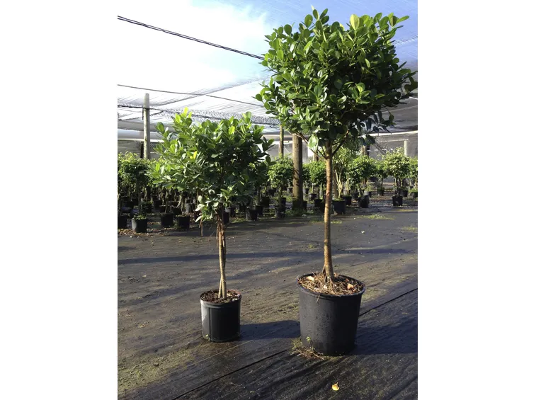ficus benjamina