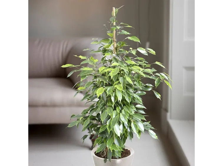 foglie ficus benjamina