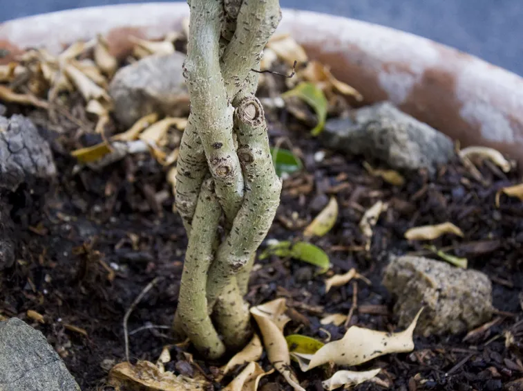 irrigazione ficus