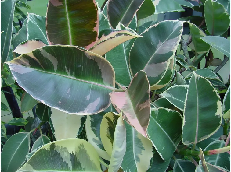 Fico del caucciù