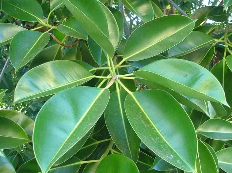 Foglie ficus elastica