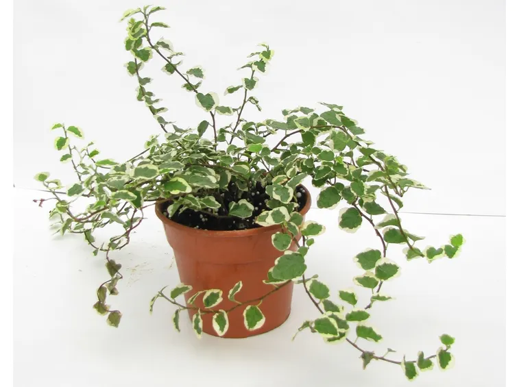 ficus pumila