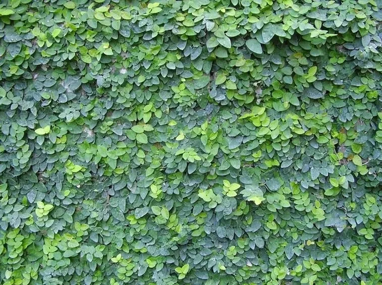 ficus pumila