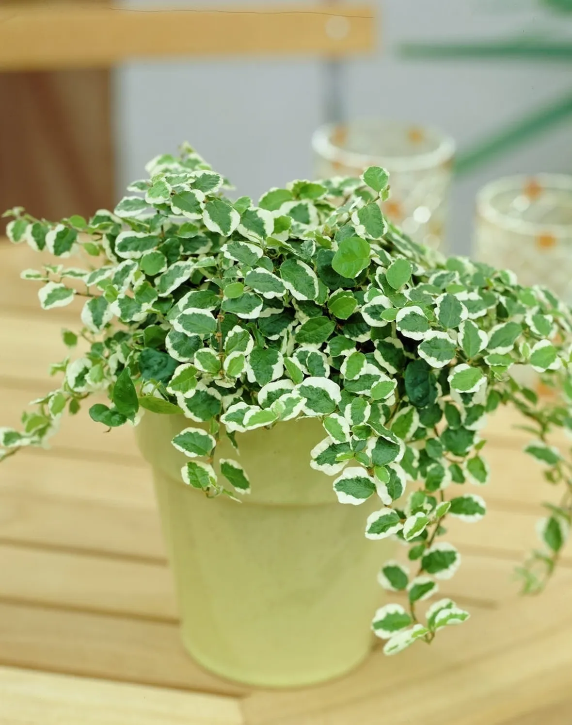 ficus pumila