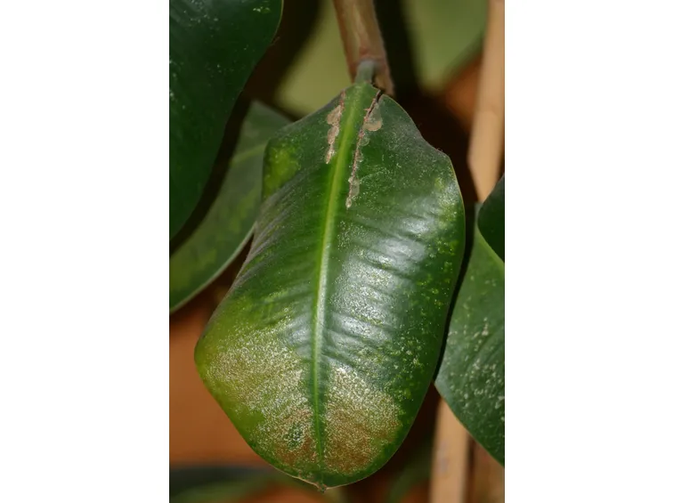 Foglia Ficus danneggiata