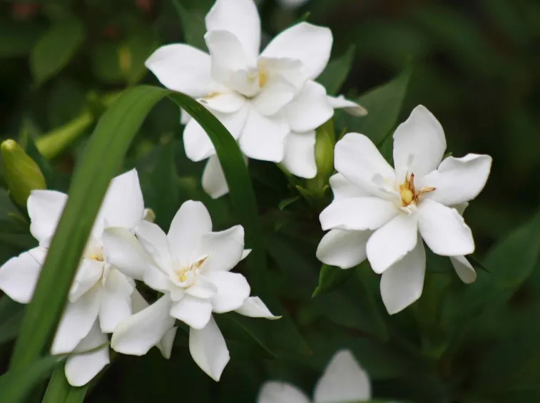 Gardenia in fiore