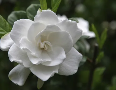 fiore gardenia