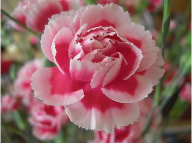 Pianta garofano rosa