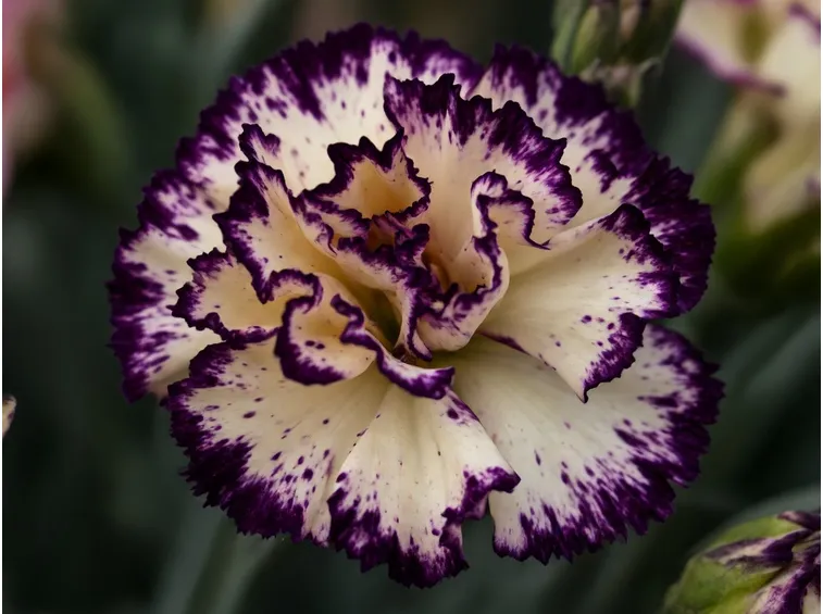 Fiore garofano variegato