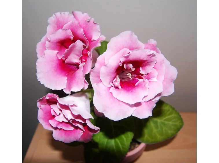 gloxinia
