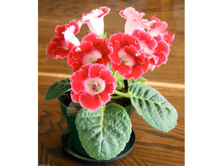 gloxinia