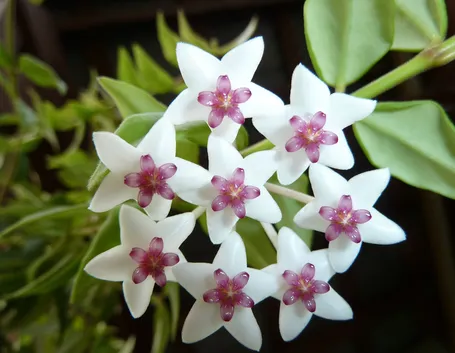 Hoya bella