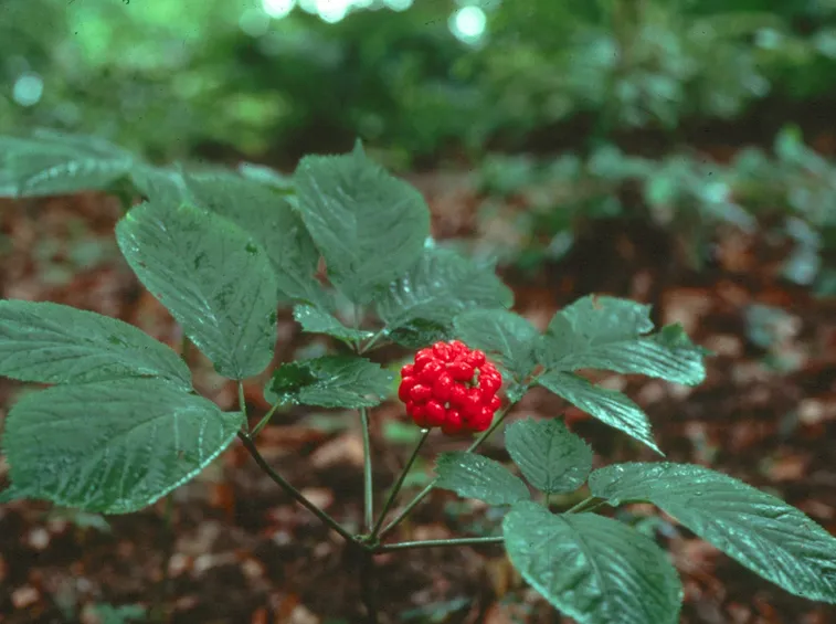 Panax quinquefolius