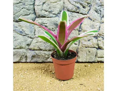 Neoregelia