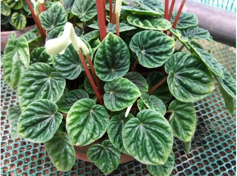 Peperomia caperata fiore
