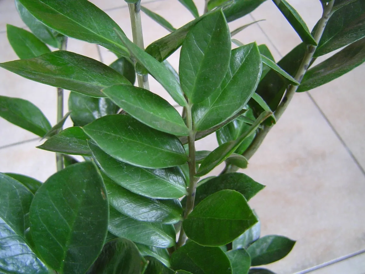 Dettaglio fogliame Zamioculcas.