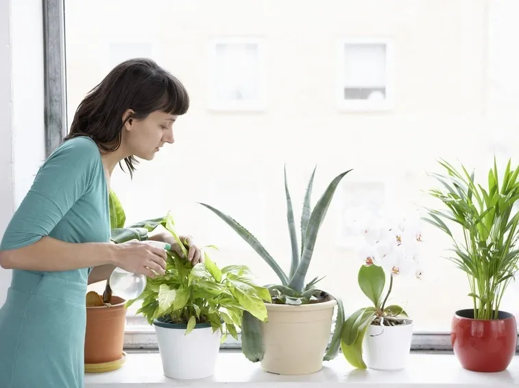 innaffiatura piante da interno