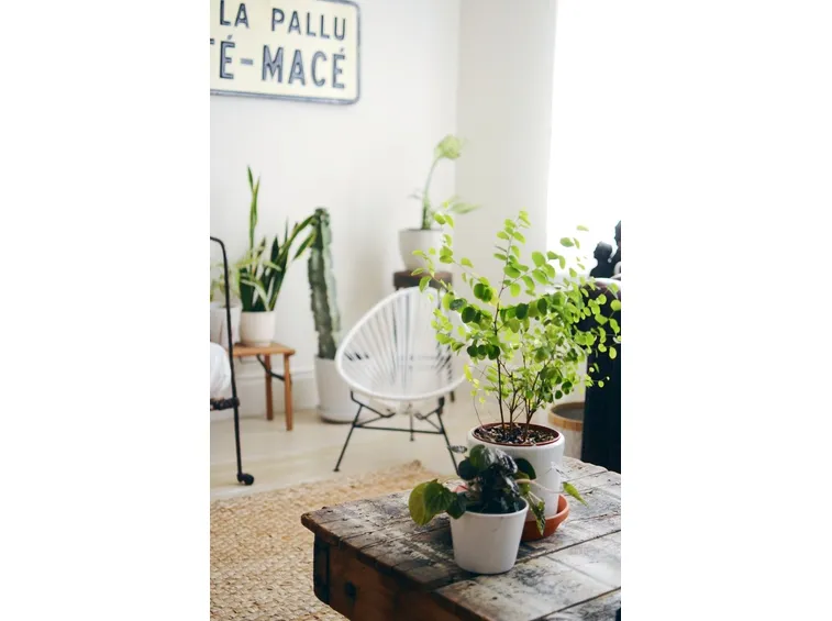 piante da interno