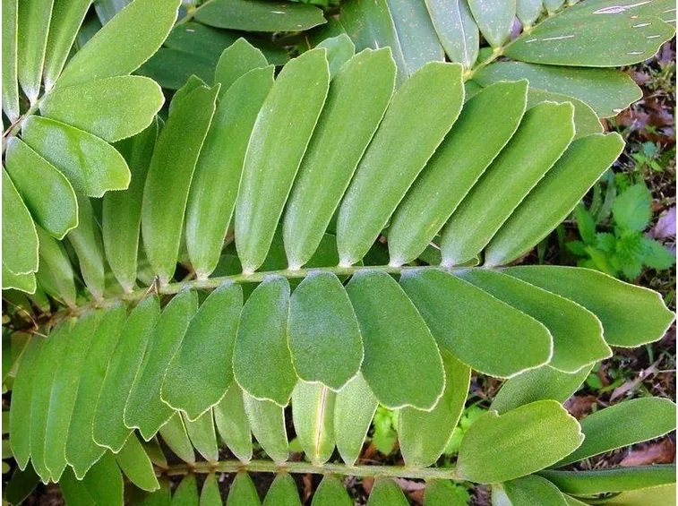 foglie zamia
