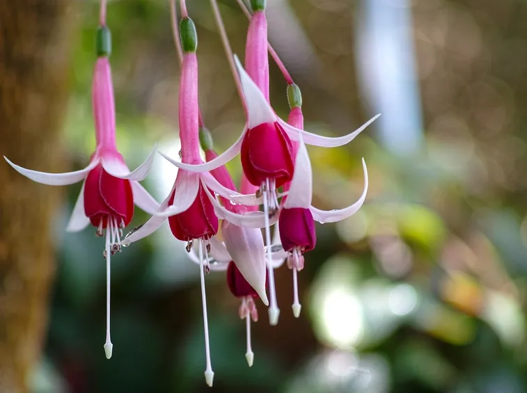 fucsia