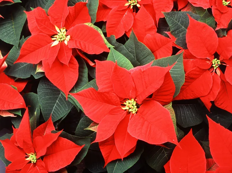 Stelle Natale