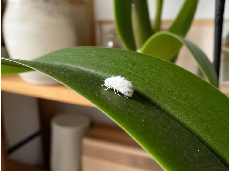 Cocciniglia orchidea