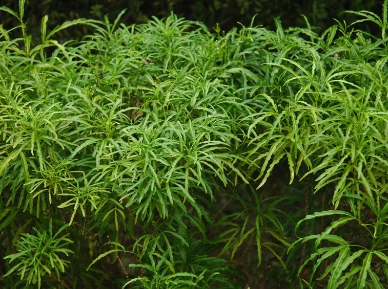 polyscias