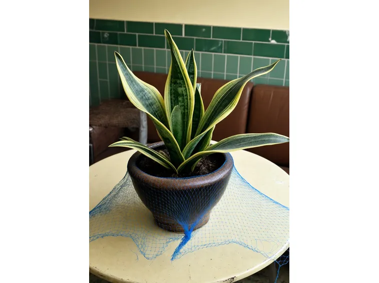 piccole piante di Sansevieria