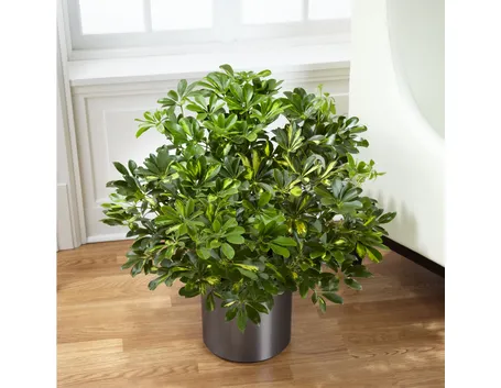 Schefflera in vaso