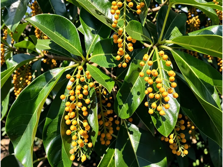 Schefflera in piena fioritura