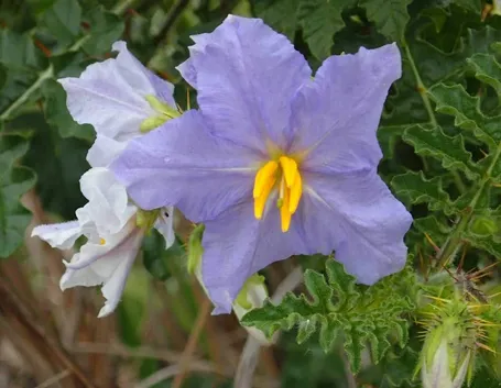 Fiore solanum capsicastrum