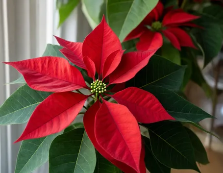 Varietà di stella di Natale