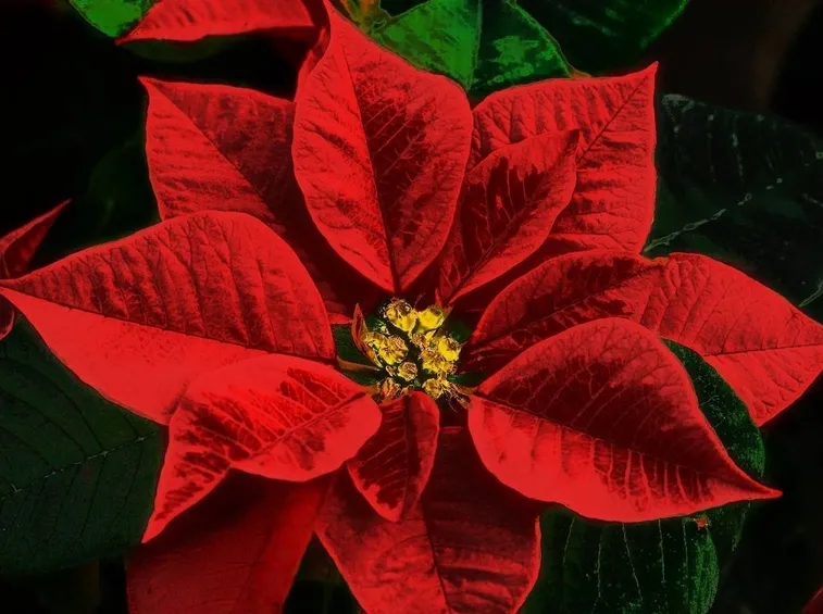 Dettaglio della stella di Natale