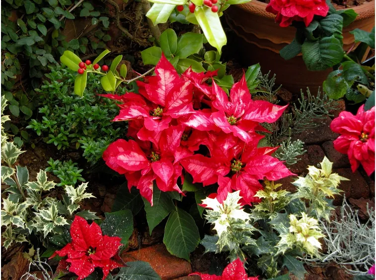 stella di natale