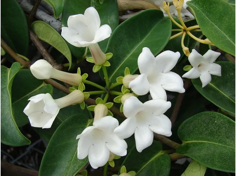 Coltivazione stephanotis contenitore