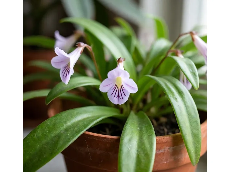 streptocarpus foglia