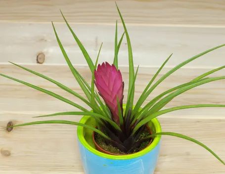 Tillandsia cyanea