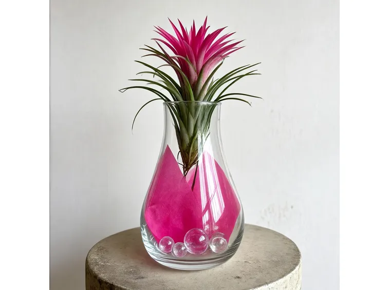 Tillandsia cyanea