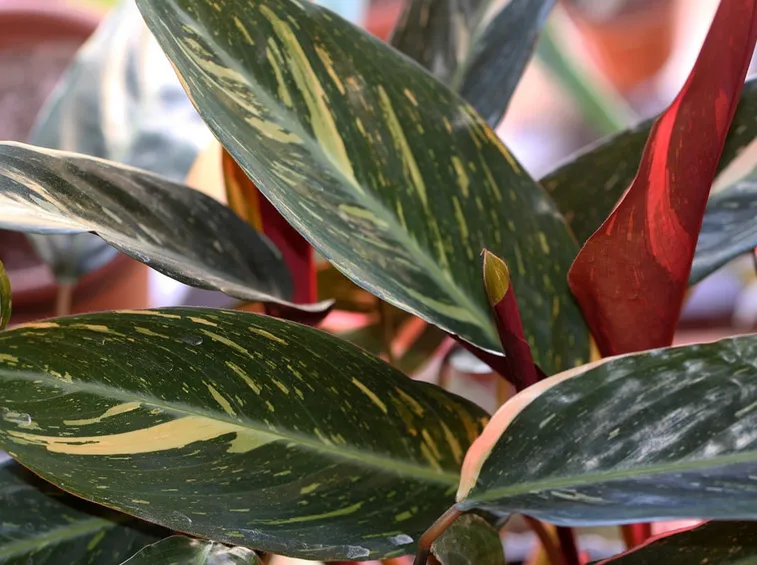 Ctenanthe