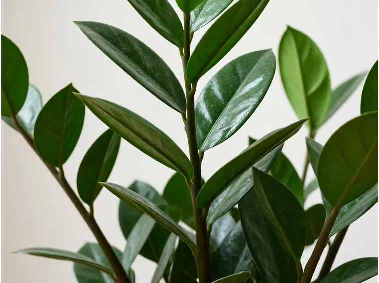zamioculcas