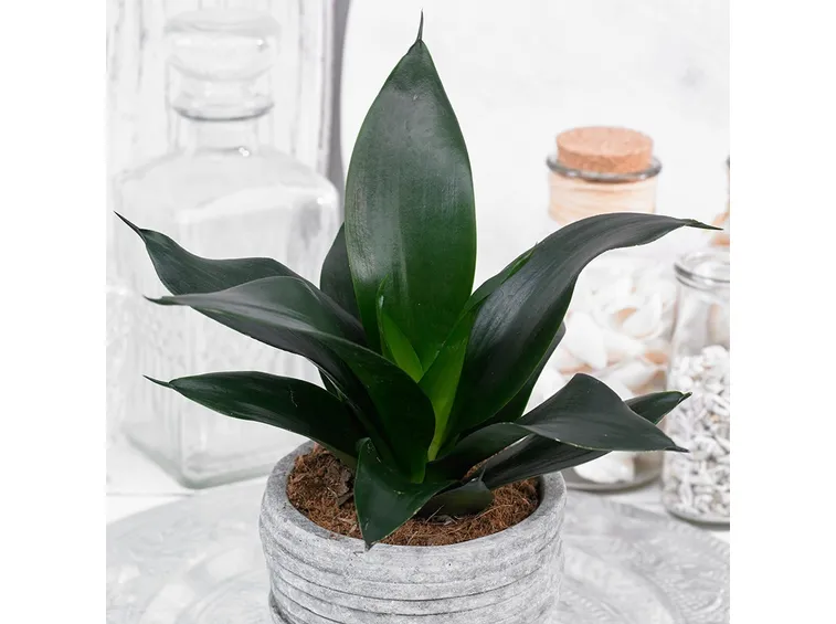 sansevieria