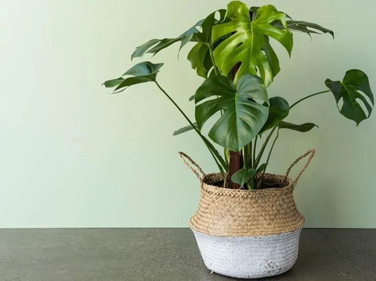 monstera