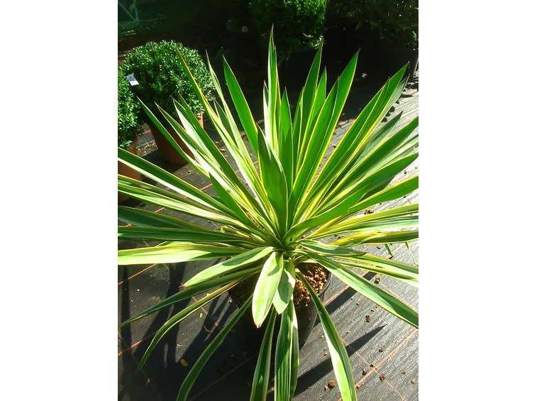 fiori di yucca gloriosa