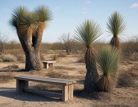 Piante di yucca rostrata