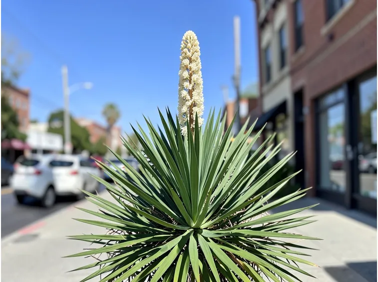 Pianta fiorita di yucca rostrata