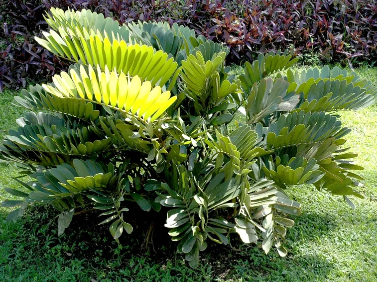 Zamia in piena terra