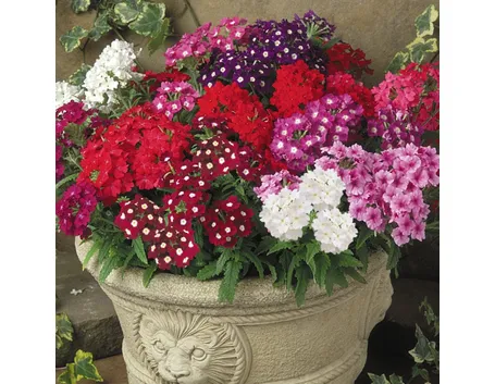 verbena