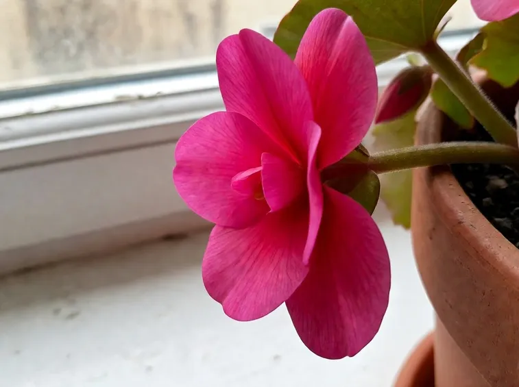 begonia