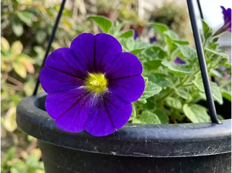 fiore surfinia
